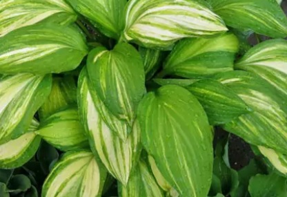 Hosta Captain s Adventure- хоста хамелеон  (8014)